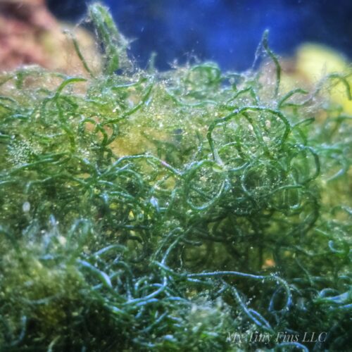 Chaetomorpha Macroalgae (1–3")