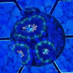 1000205984 Multicolor Acan - LPS Coral