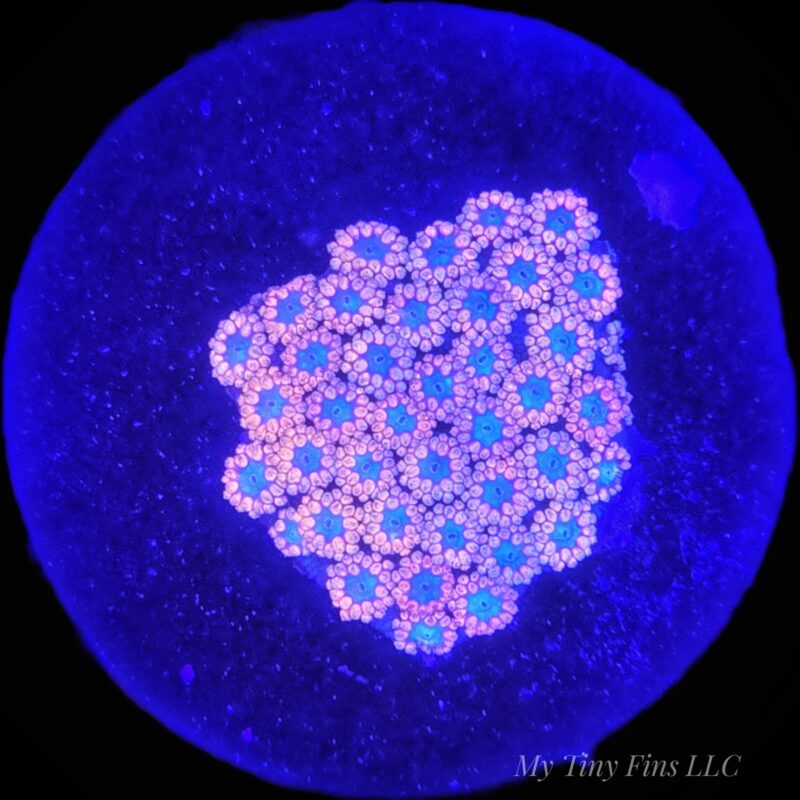 Pink Goniopora