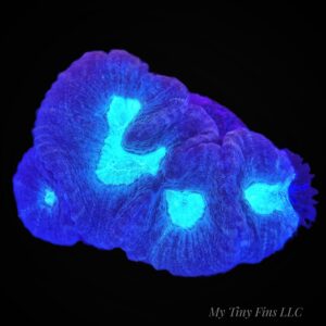 Oulophyllia - WYSIWYG