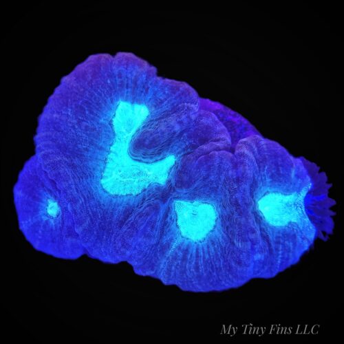 Oulophyllia - WYSIWYG