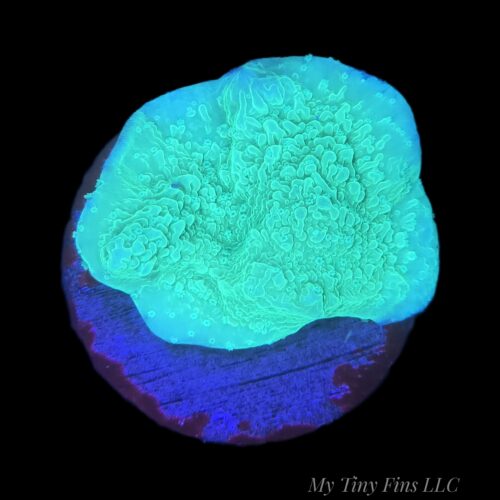 Green Montipora Coral (WYSIWYG)