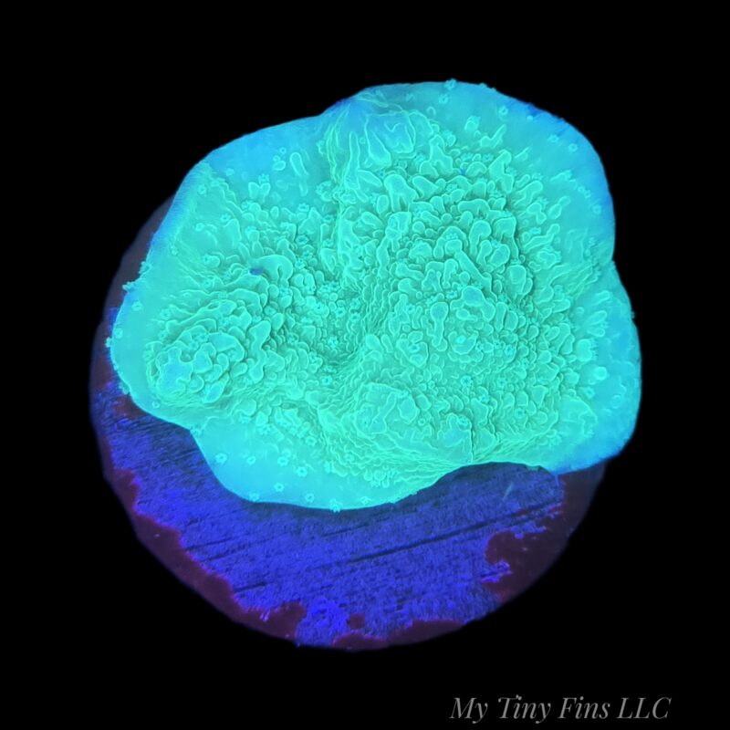 1000206483 Green Montipora Coral (WYSIWYG)