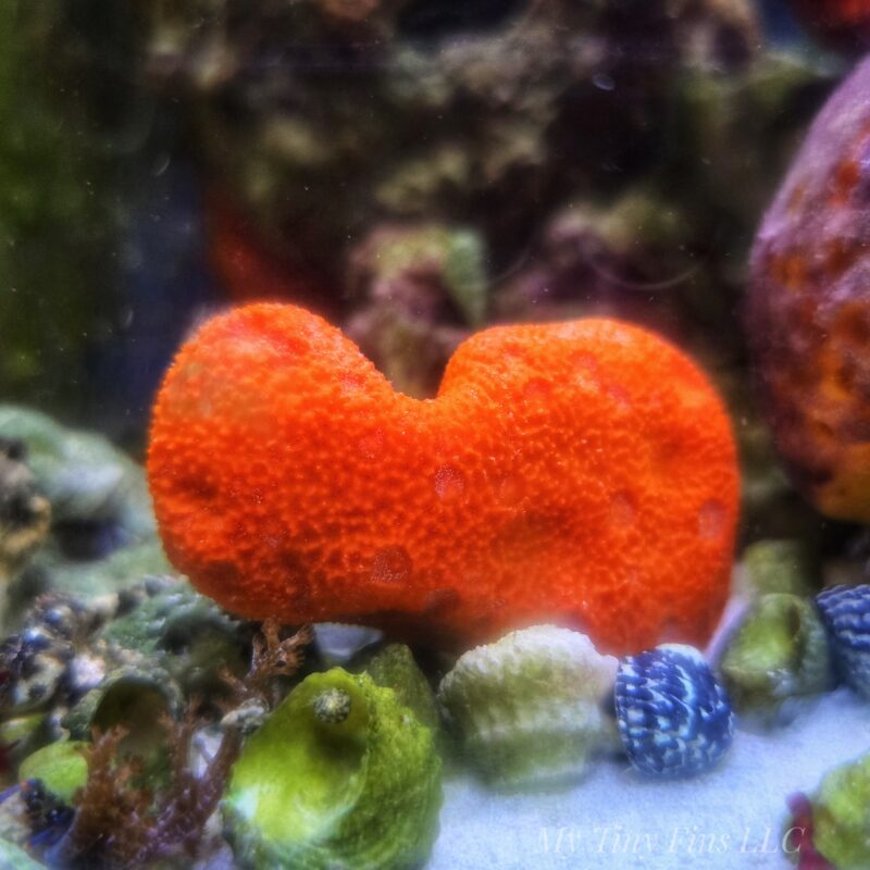 Red Clump Sponge - WYSIWYG