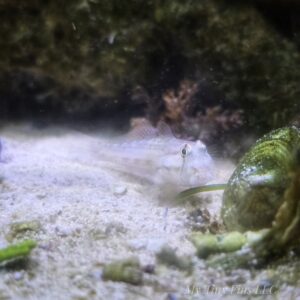 Goldspot Goby (Gnatholepis thompsoni)