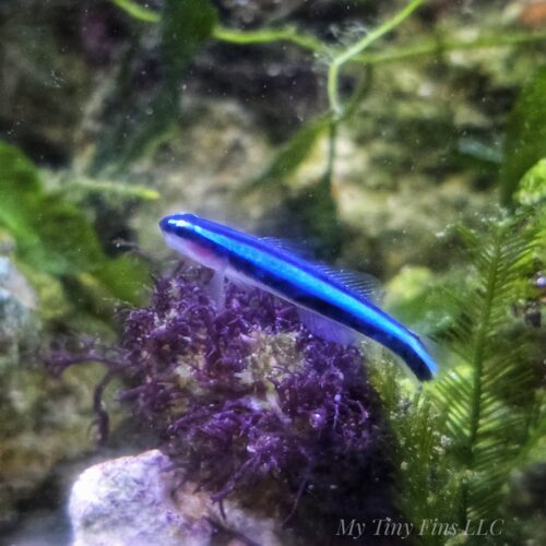 Neon Cleaner Goby