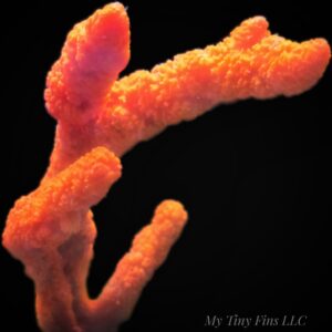 Red Tree Sponge (4–5"+)