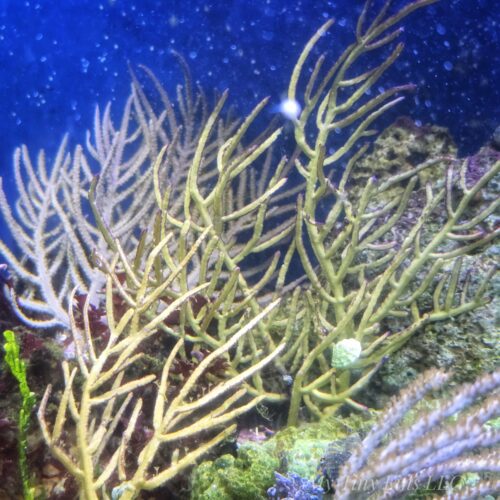 Assorted Gorgonians (3–4"+)