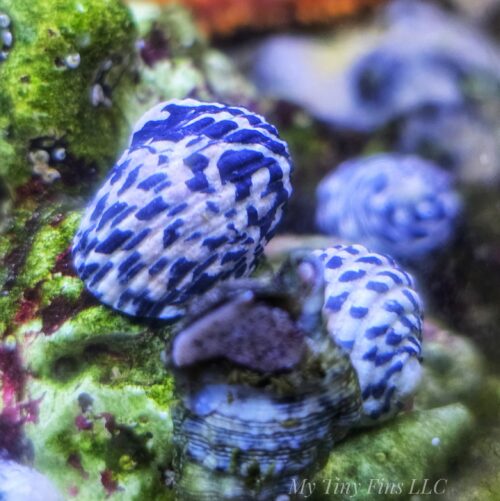 Checkered Nerite Snails