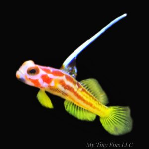Yasha Goby (Stonogobiops yasha)