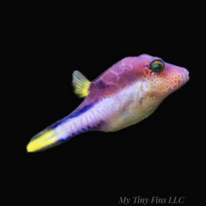 Sharpnose Puffer