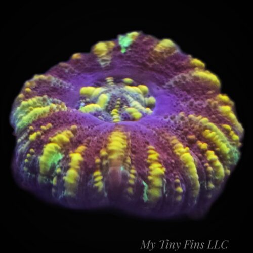 Mini Scolymia – WYSIWYG