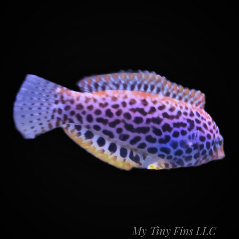 Leopard Wrasse - WYSIWYG
