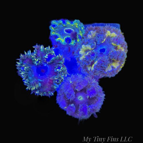 Green Rock Flower Anemone (Assorted) (Phymanthus crucifer)