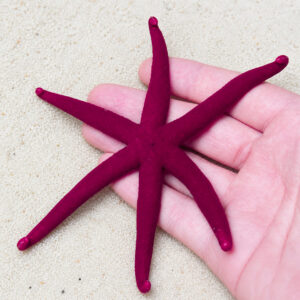Purple Linkia Starfish