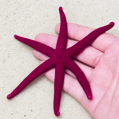 Purple Linkia Starfish