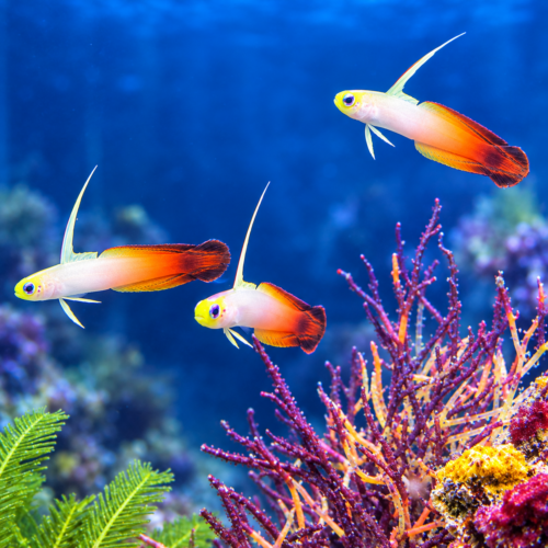 Firefish