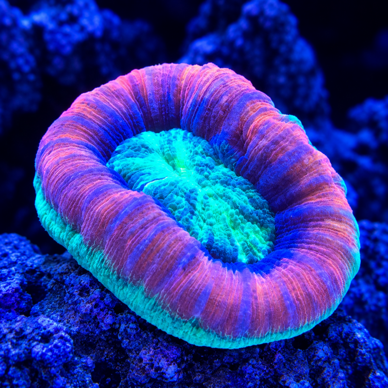 Multicolor Trachy - WYSIWYG
