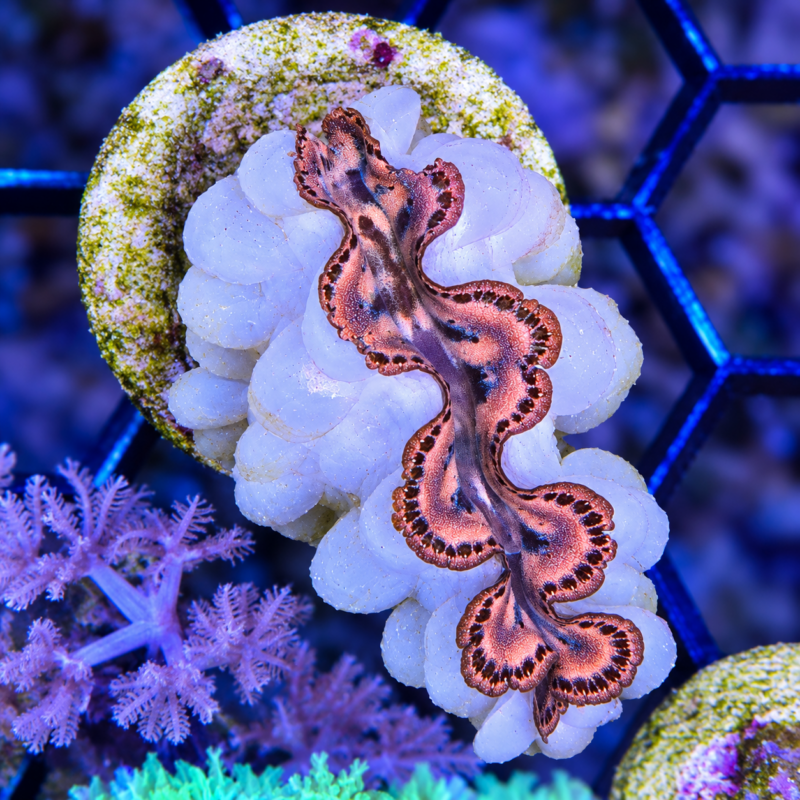 file_00000000e914820db91664f924480fc7 Maxima Clam 1.5"