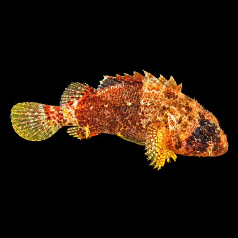 merlin_ai_2026-09-21T16_52_20.707150 Reef Scorpion (2–3") – Scorpaenodes caribbaeus
