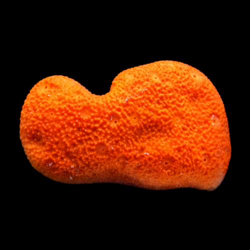 Red Clump Sponge - WYSIWYG