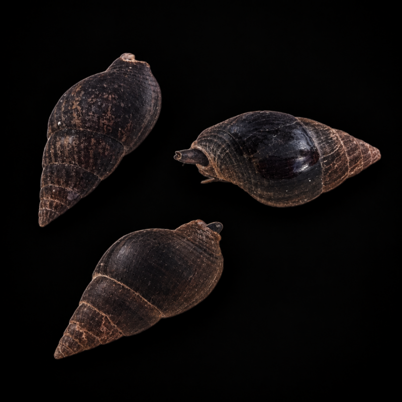 merlin_ai_2026-09-21T21_38_17.832075 XL Nassarius Snails