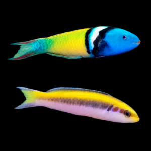 Juvenile Bluehead Wrasse
