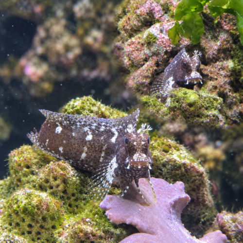 Starry Blenny