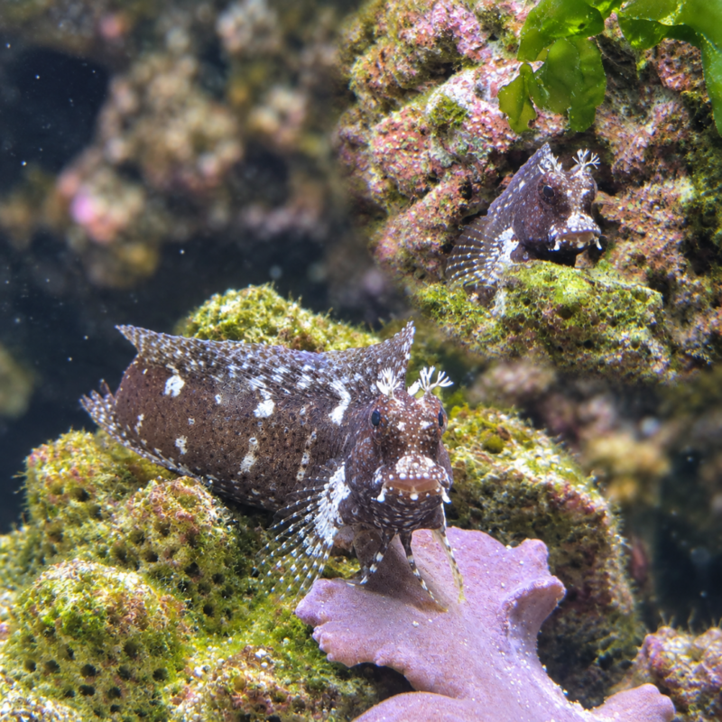 merlin_ai_2026-09-20T19_58_54.657129 Starry Blenny