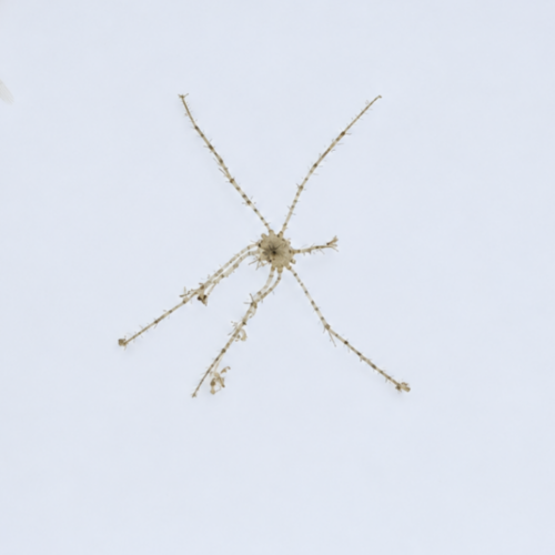 Frilly Arrow Crab - Bristleworm Control