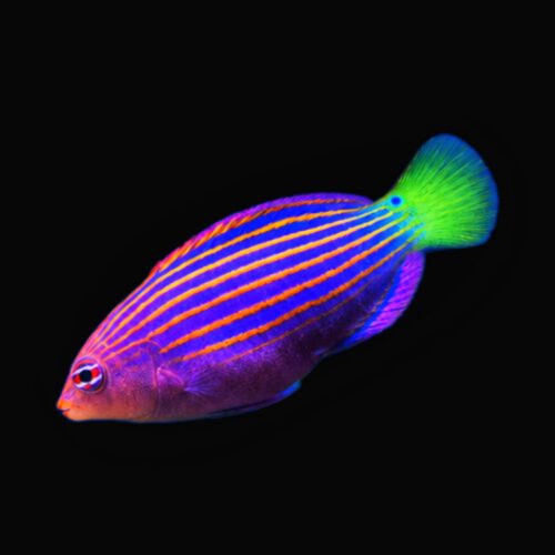 Sixline Wrasse
