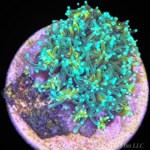 Galaxy Coral - WYSIWYG LPS Frag