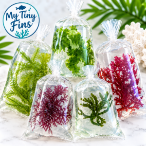file_00000000de2081f5a7639c5860948b6e Macroalgae Large - Variety 5-Pack 3-5"