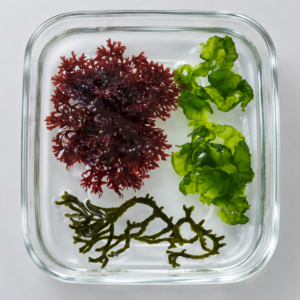merlin_ai_2026-09-21T12_09_57.946586 Macroalgae Large - Variety 3-Pack 3-5"