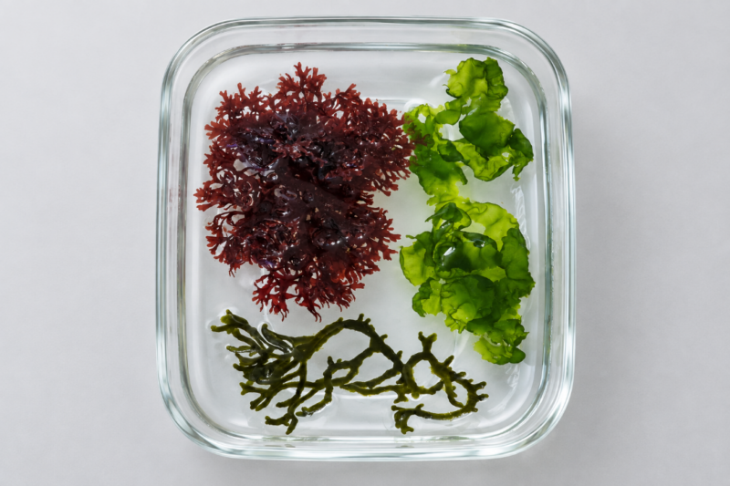 merlin_ai_2026-09-21T12_09_57.946586 Macroalgae Large - Variety 3-Pack 3-5"