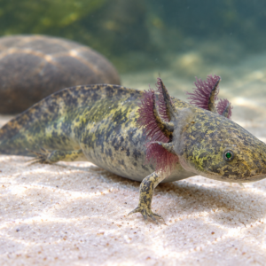 merlin_ai_2026-09-21T12_17_31.316431 GFP Wild Type Axolotls 2-3"