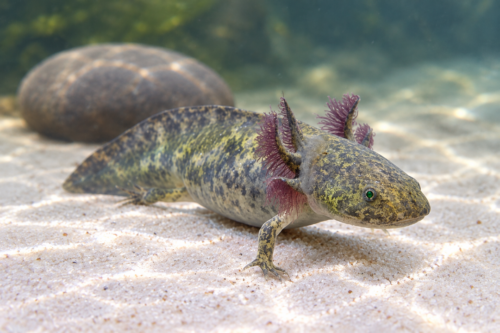 GFP Wild Type Axolotls 2-3"