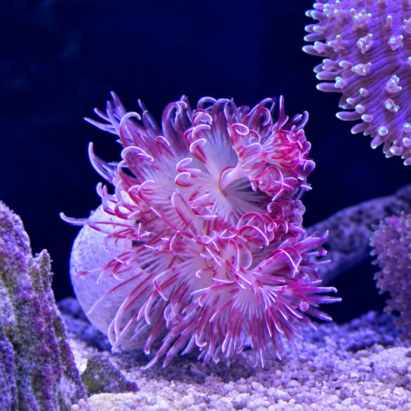 merlin_ai_2026-09-21T12_25_41.832984 Red Coco Worm