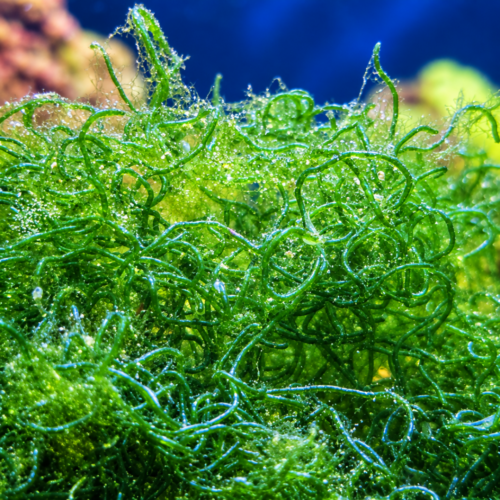 Chaetomorpha Macroalgae (2–3")