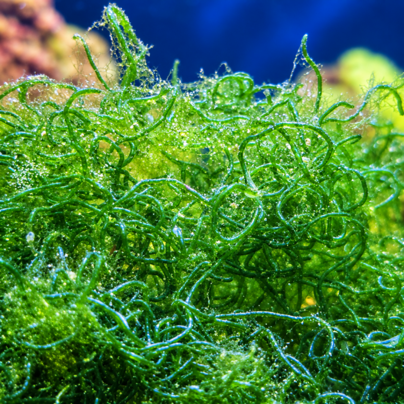 merlin_ai_2026-09-21T12_29_17.631672 Chaetomorpha Macroalgae (2–3")