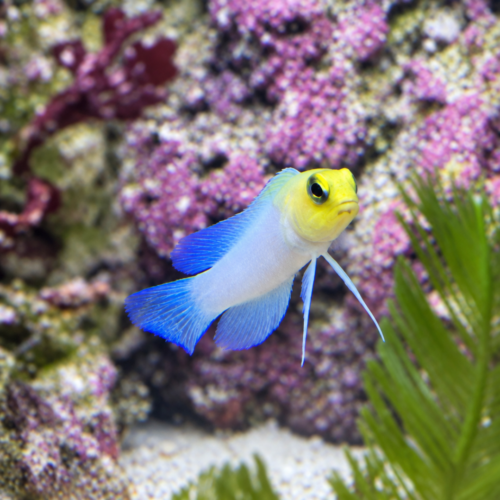 Pearly Jawfish (Opistognathus aurifrons)