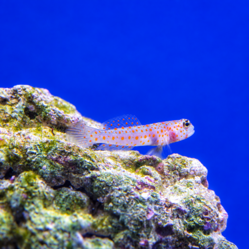 merlin_ai_2026-09-21T12_47_59.967116 Spotted Prawn Goby – Peaceful, Reef-Safe Pistol Shrimp Partner