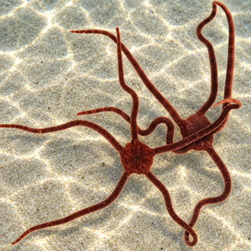 Purple Serpent Starfish (Ophioderma spp.)