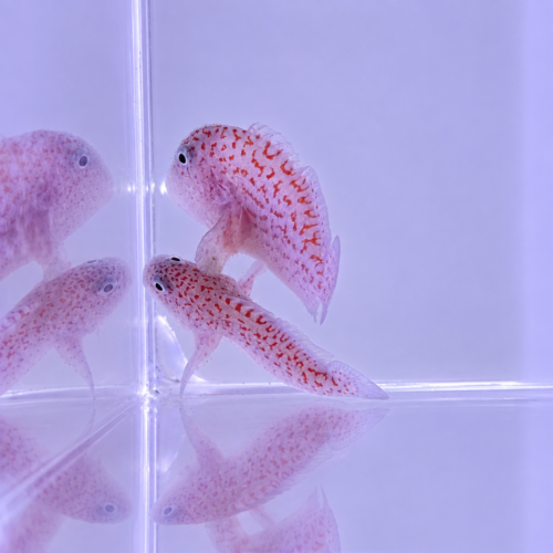 Coral Groucher Goby