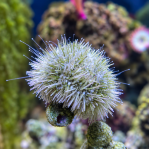 merlin_ai_2026-09-22T18_13_04.047934 Pin Cushion Urchin - Excellent Algae Eaters!