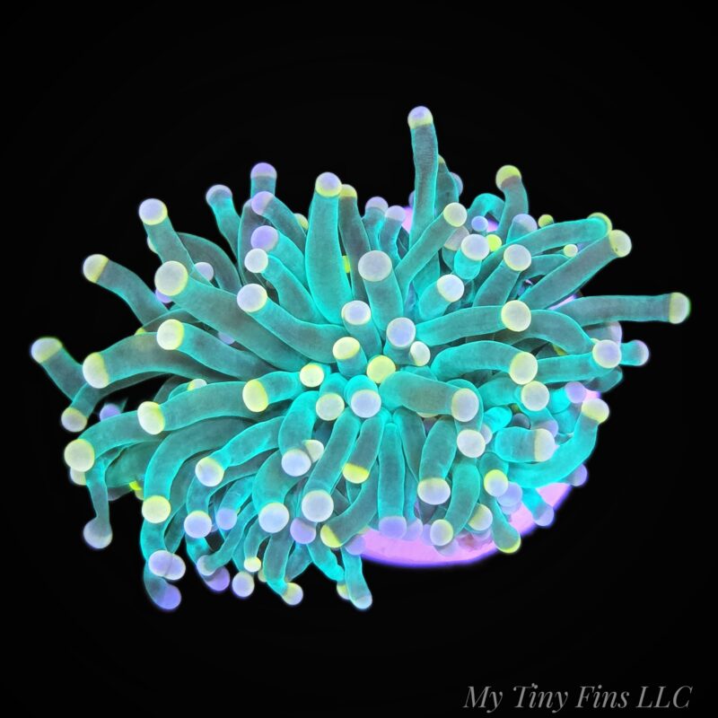 1000232501 Cotton Candy Torch - LPS Coral