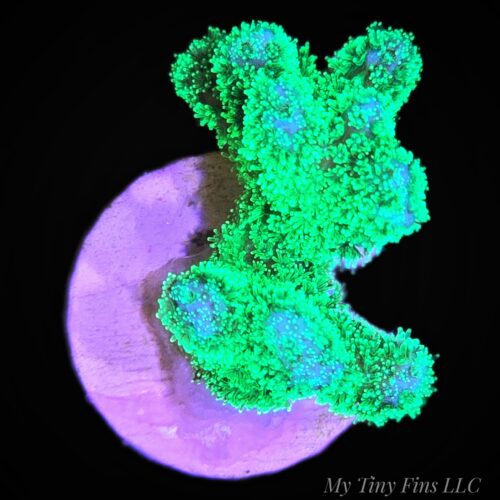 Green Pocillopora - WYSIWYG