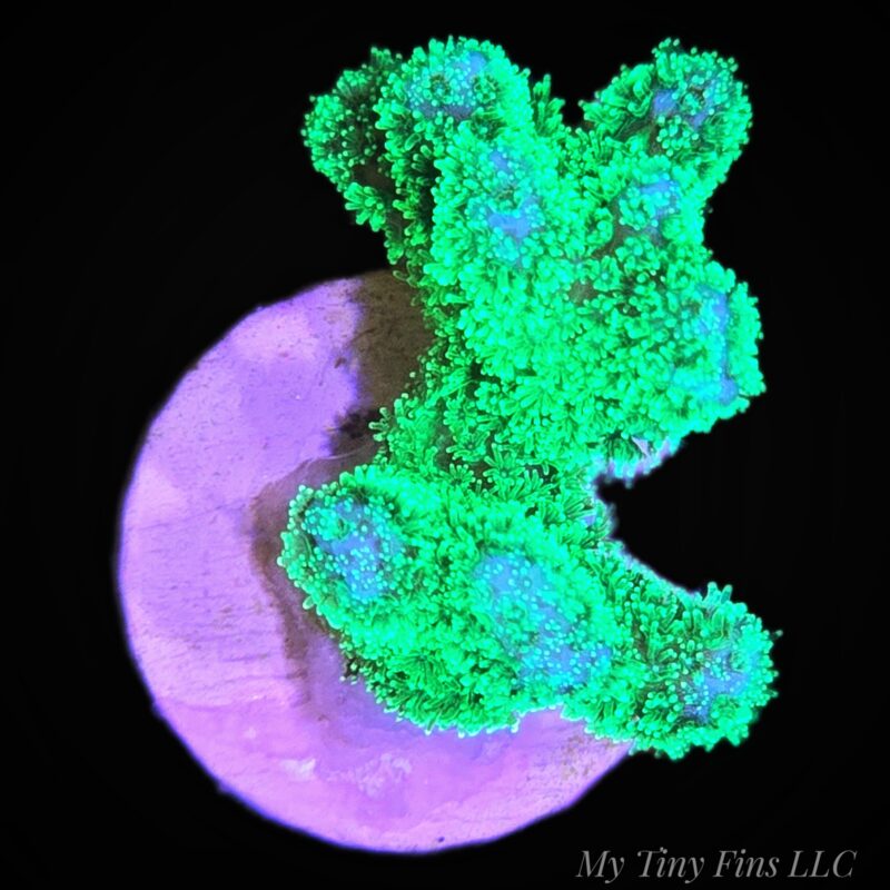 Green Pocillopora - WYSIWYG