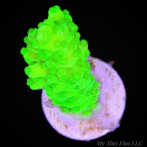 Neon Green Acropora - WYSIWYG
