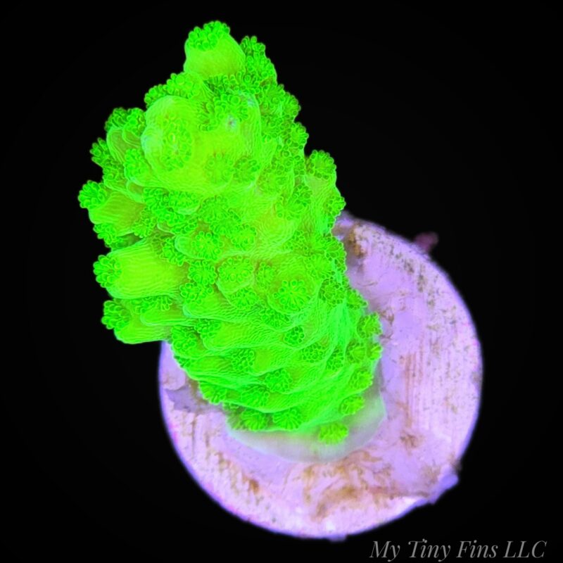 Neon Green Acropora - WYSIWYG